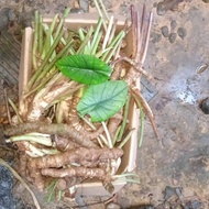 alocasia bisma bonggolan
