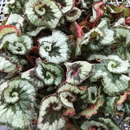 Bunga Begonia Escargot Keong - Tanaman Hias Begonia Escargot Keong