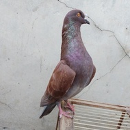 burung dara merpati kolong bebasan turun jedor