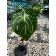 Anthurium Magnificum Dark Form D Petiole [ LIVE Indoor Plant ] [ Aroid ] [ Centerpiece Plant ] [ Corner Plant ]