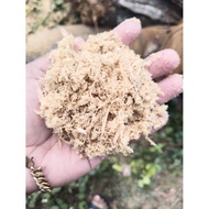 HABUK KAYU CHENGAL MERAH / CENGAL 100G / 300G / 1KG