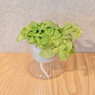 檸檬網紋草 免澆水盆栽 室內植物 觀葉植物 禮物 辦公室小物