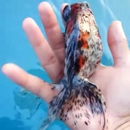 ikan hias mas koki buldog tekim