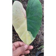 colocasia pink sapphire/pinksapphire