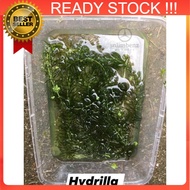 GENUINE 🔥BUY 7 FREE 3🔥 1PC HYDRILLA RUMPAI AIR untuk biak  Ikan Laga, Guppy, Lobster Akuarium Air Tawar