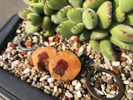 真柏原木鑰匙圈