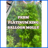 ✸ ✧ △ AQUARIUM PLANTS AND DECOR FOR PKBM(PLATINUM KING BALLOON MOLLY)