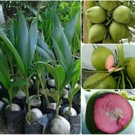 tanaman bibit kelapa wulung asli