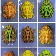 FR kodok pacman frog all variant warna