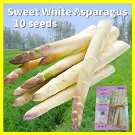 100% Fresh Original Sweet White Asparagus Seed for Sale High Yield 10pcs Organic Asparagus Seeds Bon