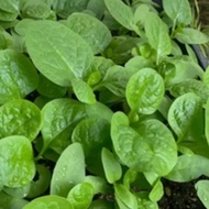 Biji Benih Sayur Raja Malabar Spinach Vegetable Seed - 100 Seed