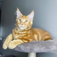 Mainecoon jantan ped cfa