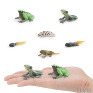 [Bilibili1] Frog Growth Cycle Cake Toppers Birthday Gifts Animal Growth Cycle Figures