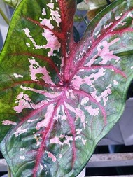 彩葉芋