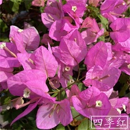 Benao Double-Petal Bougainvillea Potted Plant with Flowers Garden Climbing Vine Old Pile Sapling