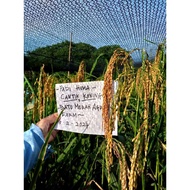 benih Padi Huma kuku belang