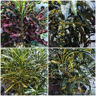KERATAN POKOK PUDING / CROTON PLANT