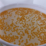 TELUR GURAME HITAM/SOANG PAKET 1000 TELUR GURAME SOANG MURAH LARVA BIBIT GURAME SOANG BERKUALITAS