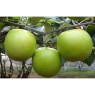 1kg Buah Bidara Epal