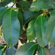 Fresh Mangosteen Leaves / Lowers Cholesterol Levels and 7 Benefits