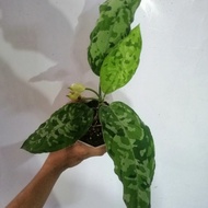 aglaonema pictum tricolor