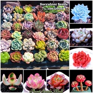 [Ready Stock] Mixed Rare Succulent Seeds for Sale (100 seeds/pack)丨Bonsai Seeds for Planting Flowers Potted