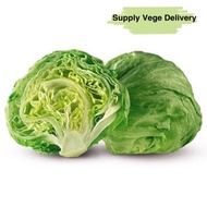 Fresh Lettuce Iceberg 玻璃生菜