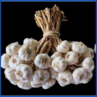 ▭ ☩ ♨ 1kg Medium Native Ilocos Bawang (Bundled per kilo)