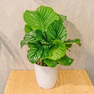 青蘋果竹芋 日式塑陶盆 室內植物 觀葉植物 禮物 盆栽 辦公室小物