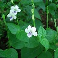 Anak Pokok Israel (Herba)