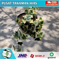 Ivy english - Tanaman hias Gantung english ivy variegata - happy ivy