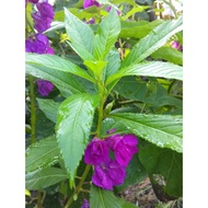 Biji Benih Pokok Bunga Keembung Purple/unggu