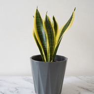 【竒植花物】虎尾蘭 陶瓷盆栽 室內觀賞植物 綠化盆栽植栽