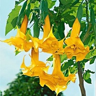 50 เมล็ด ดอกไม้ ดอกแตรนางฟ้า ดอกลำโพง (Angel of Trumpet) (Brugmansia species) สายพันธุ์ Yellow Angel