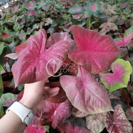 TKL - Rare Species Caladium Thai Hybrid - Part 10🌿🌿 🌿🌿🌿🌿🌿🌿🌿🌿