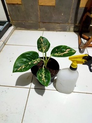 MC - AGLAONEMA AGLONEMA SUKSOM WHITE LOKALAN DAUN BESAR DIKIRIM SESUAI