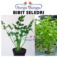Tanaman Sayur Seledri - Bibit Tanaman Daun Seledri