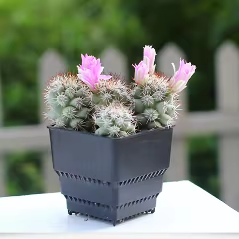 3Pcs Root Control Resin Square Flowerpots Black Plastic Succulent Plant Planters for Cactus Bonsai P