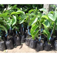 CÂY giống NA DAI ĐÀI LOAN