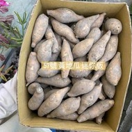 不想長大台農66號紅地瓜