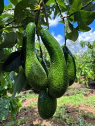 ต้นกล้าอะโวคาโด สายพันธุ์034 แท้‼️ลดพิเศษ