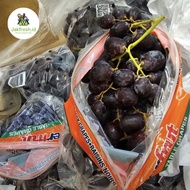 Anggur Autumn Chili Perbox 8 Kilogram