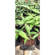 pokok herba Lemuni Hitam/vitex trifolia