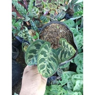 【Spot goods】❐✜Available live plants for sale (Calathea Makuyana)