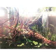 [Fish Grass Garden] Sea Hibiscus Sinking Wood Shape Aquarium