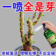 New Sprout Fierce Elder Pile Sprout Germination Agent Sprout Sprout Fast Germination Sprout Prevent 