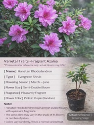 Pokok Bunga Azalea Rhododendron Berbunga Lebat Warna Cerah Pokok Hiasan Taman / Azalea Rhododendron 