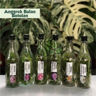 BIBIT ANGGREK BULAN BOTOL