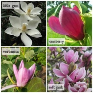 Pokok Bunga Magnolia Little Gem Verbanica Pink Cranberry Magenta Ungu heaven scent grandiflora wangi