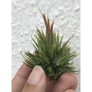 Augustfame - Tillandsia Ionantha Peanut Clump 花生米精灵 空气凤梨 Airplant TI